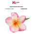 Frangipani